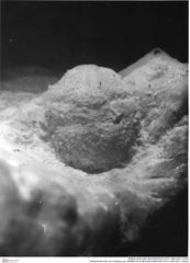 Historisches Foto von Ovalopus sp. (NHMW-AFW-GEO-BACHMAYER-FOTO-1990-0041-3752a)
